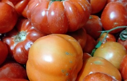 Tomates , varietes locales