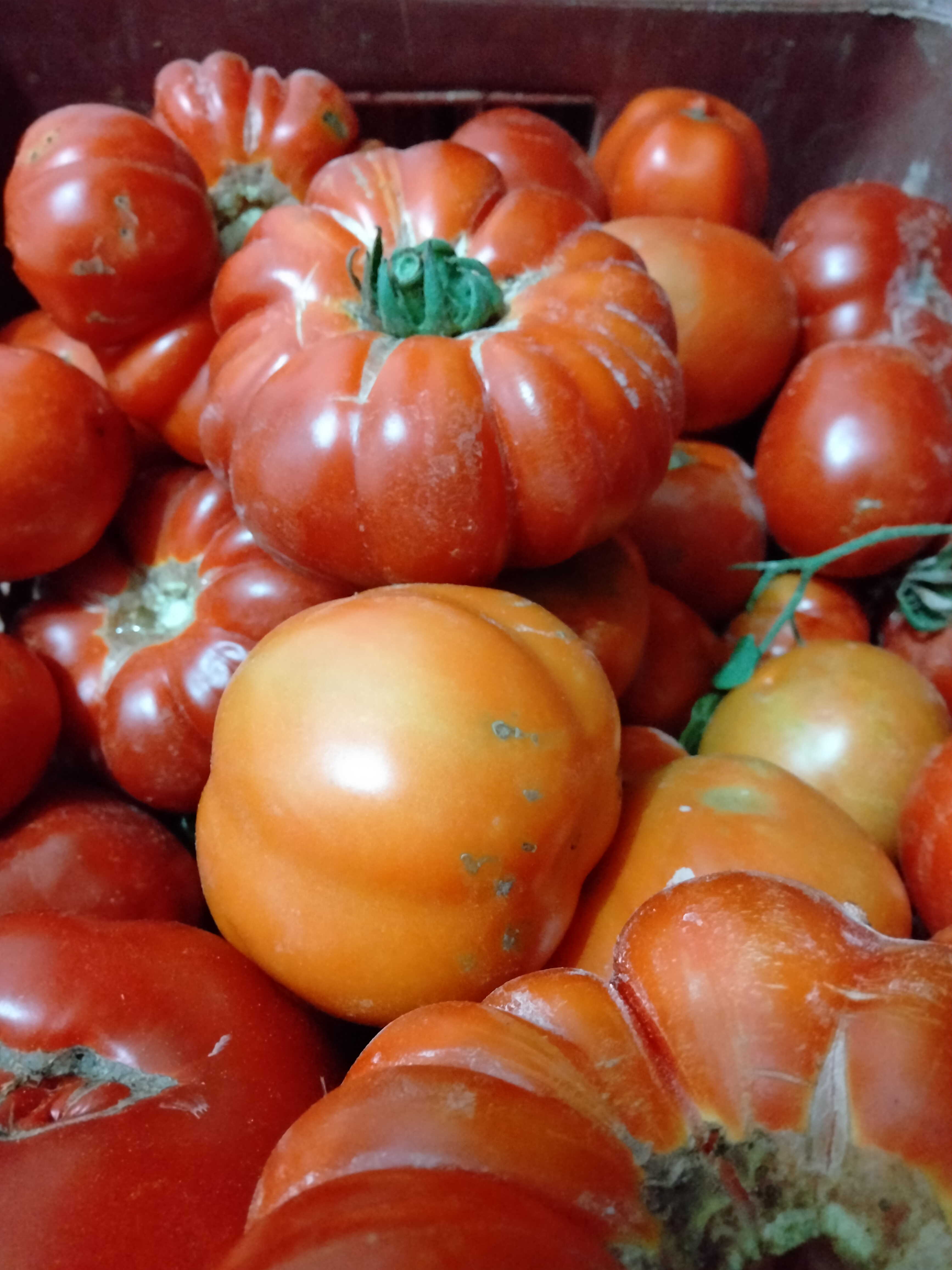 Tomates , varietes locales