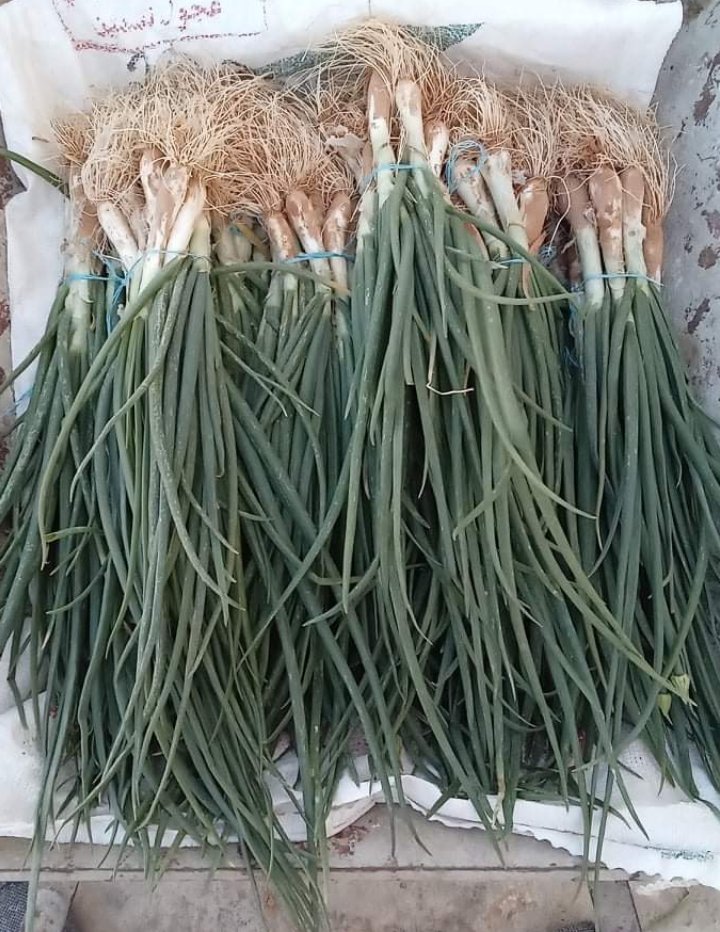 بصل ربعي bio